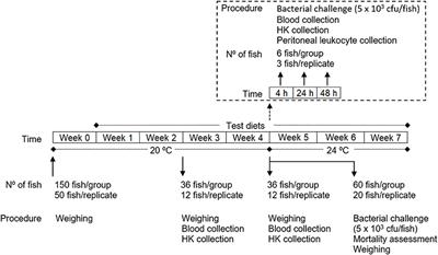 Dietary Methionine Improves the European Seabass (Dicentrarchus labrax) Immune Status, Inflammatory Response, and Disease Resistance